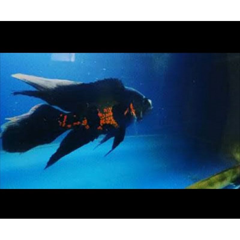 Oscar Tiger Black Slayer Import Colombia Ocellatus