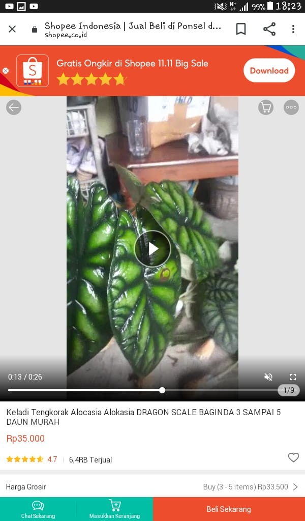 Tanaman Hias Srigading Susu