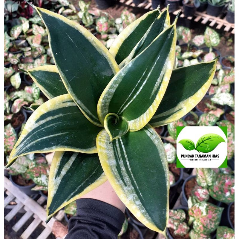 Sansivera pagoda mini - Pagoda sansivera