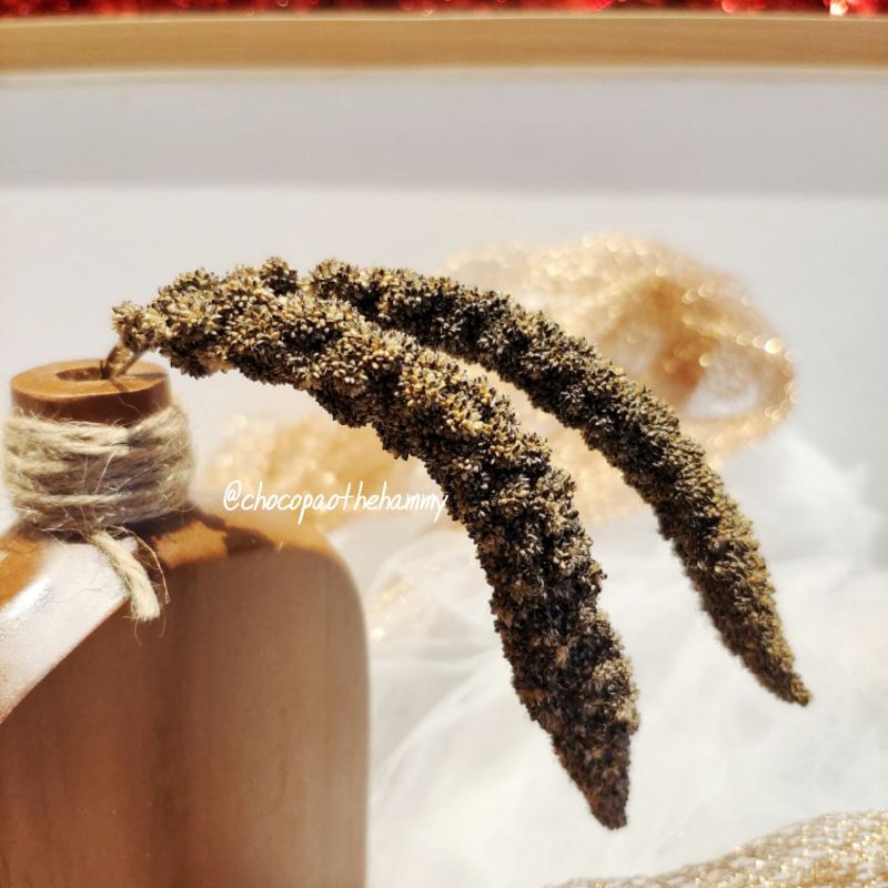 

Black Foxtail Millet | chocopaothehammy