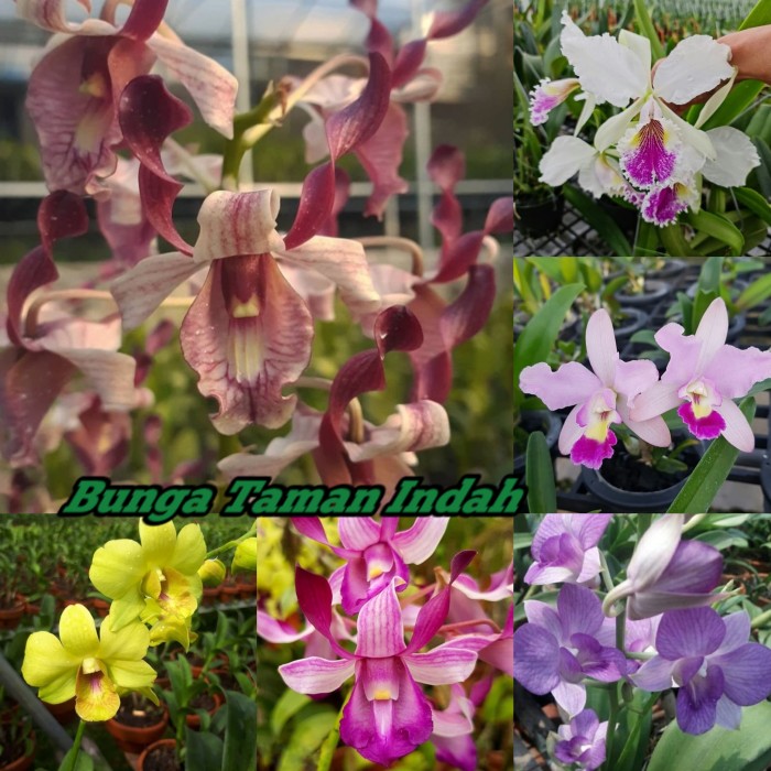 Paket 6 Anggrek Dendrobium Dewasa  Aneka Warna bunga  