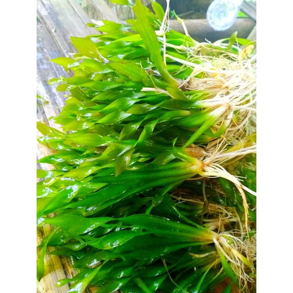 palisneria spiralis 20 btg//aquascape tanaman