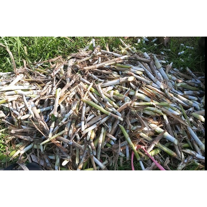 Bibit rumput zanzibar kualitas unggul protein tinggi