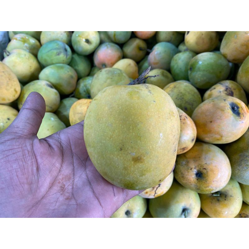 

mangga gedong gincu manis segar 1kg