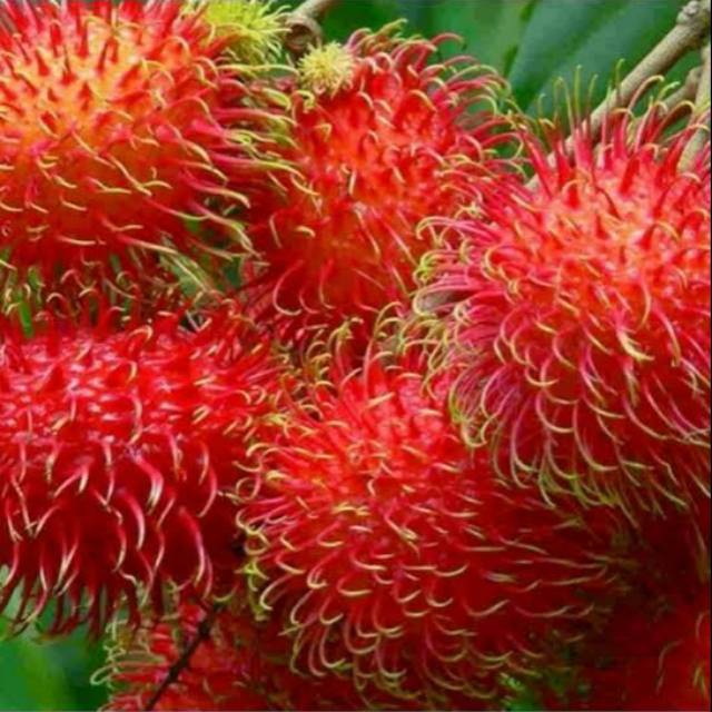 paket 4 pcs bibit buah rambutan binjai