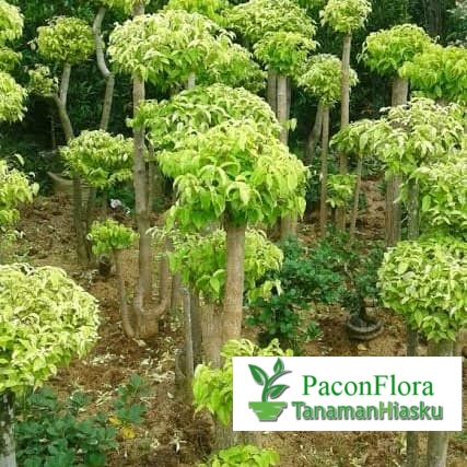 bibit sambung tanaman bonsai anting putri - anting putri kuning