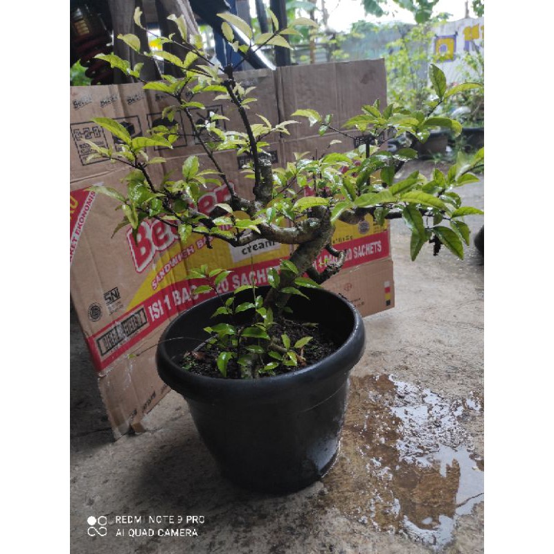 Pohon Bonsai Anting Putri