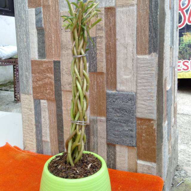  Bonsai Krokot  mossrose bunga pukul 9 Shopee Indonesia