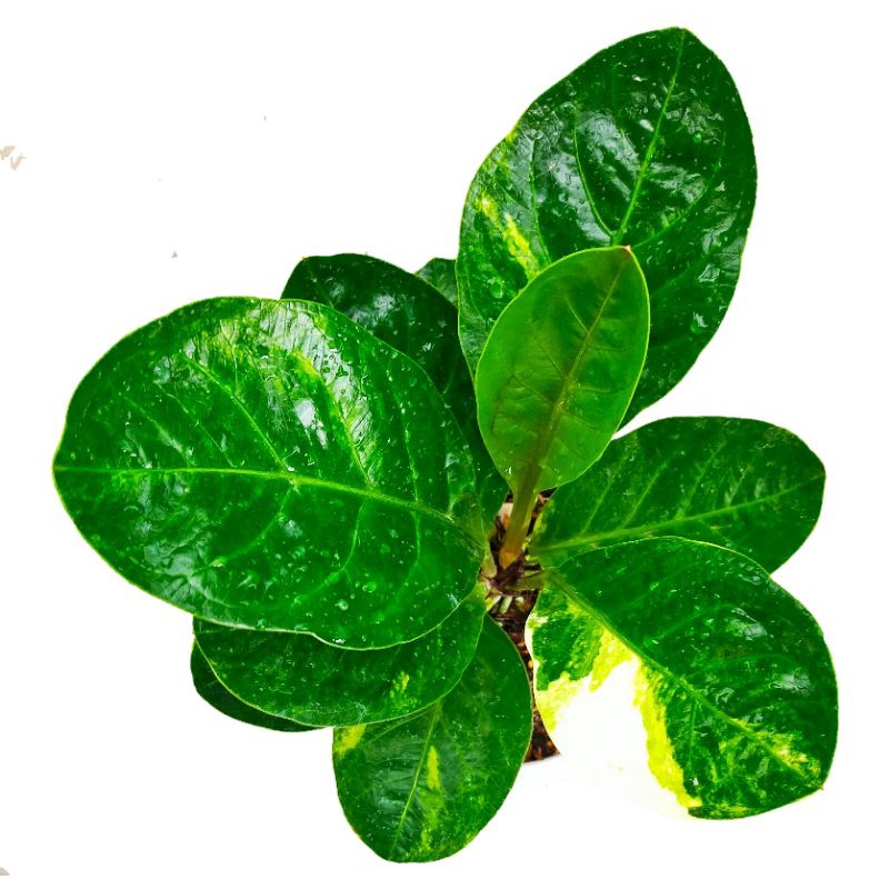 anthurium Jemani Mangkok cut Keke varigata