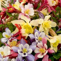 Benih Bibit Biji - Bunga Columbine Mixed Flower Seeds - IMPORT