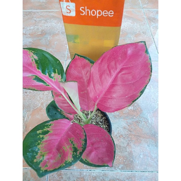 aglonema red majesty