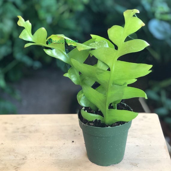 wijaya kusuma putih wayang Selenicereus chrysocardium (Fernleaf Cactus)