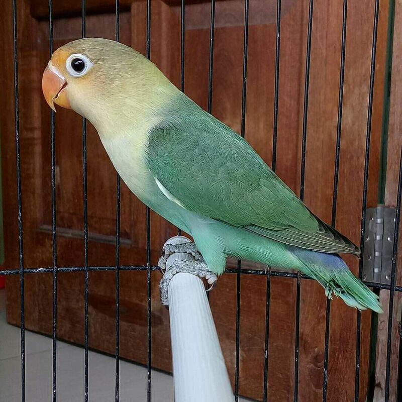 Burung Lovebird Pb Torquise
