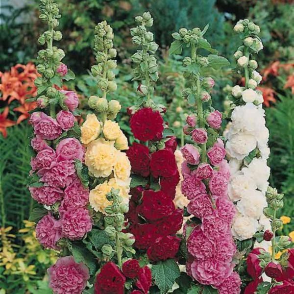 Benih-Bibit Bunga Hollyhock Summer Carnival Mix (Haira Seed)