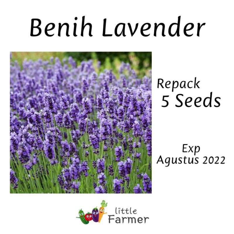 Benih Lavender English