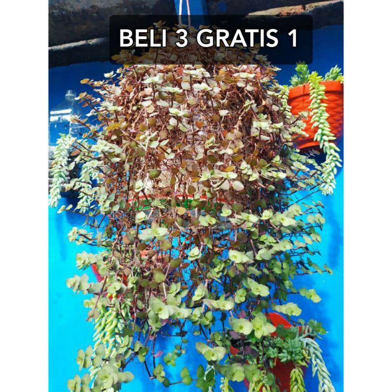 kribo bunga gantung kribo tanaman hias kribo
