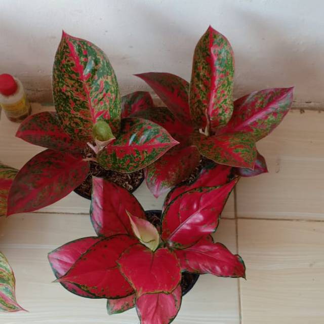 Paket aglaonema