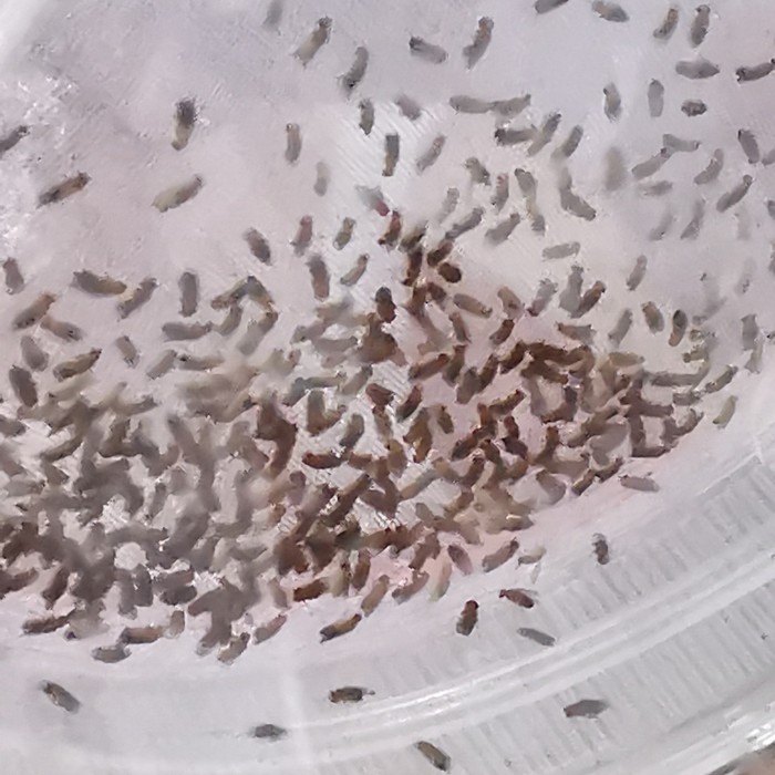 Drosophila Melanogaster Lalat Buah Dart Frog READY STOCK