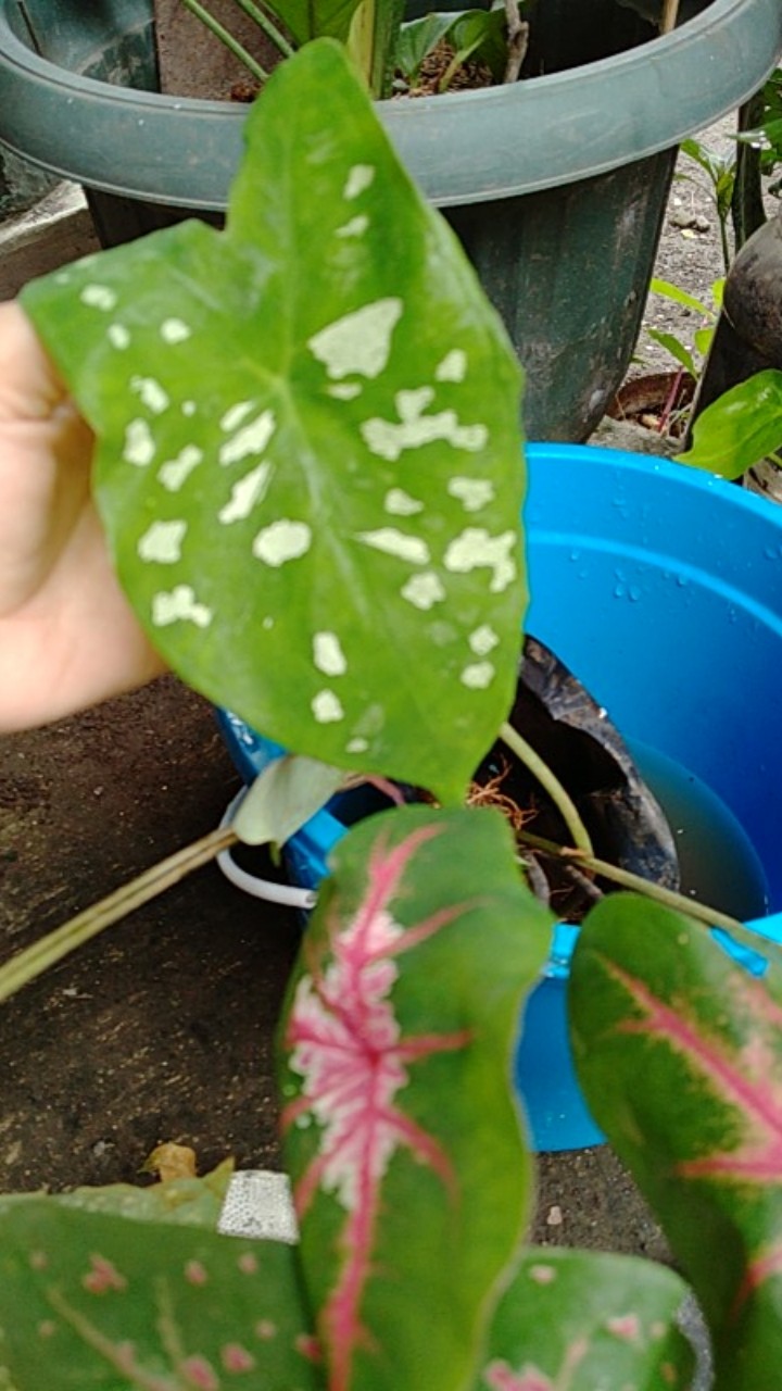 Tanaman Hias Keladi Army/caladium Army