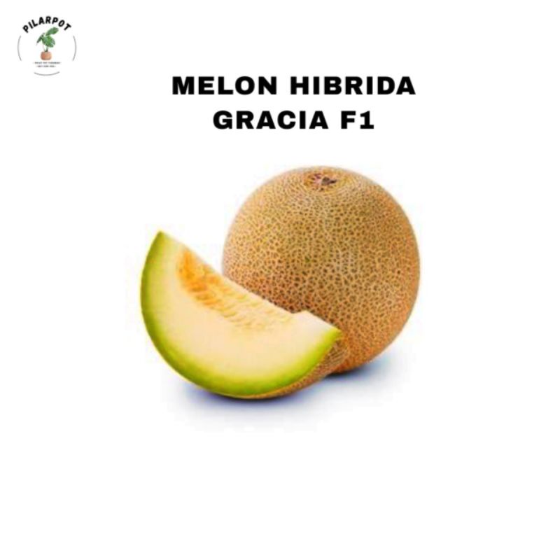 benih bibit melon hibrida gracia f1 cap panah merah - MELON GRACIA F1