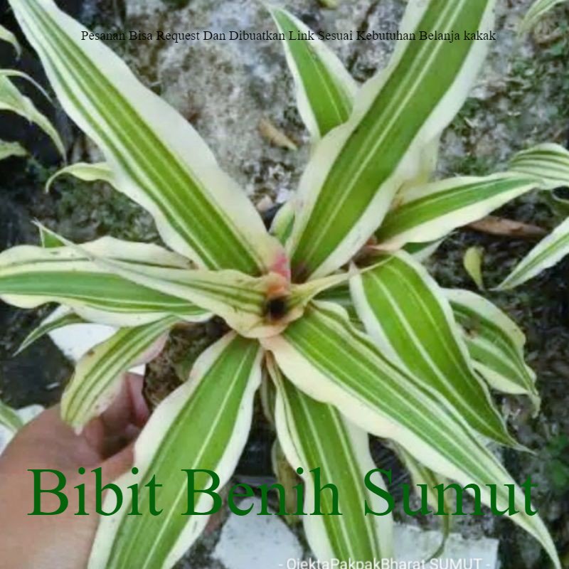 Tanaman Hidup Bromelia Cryptantus/Bromelia Karang/Bromelia Hijau Putih#Green White Bila ingin order 