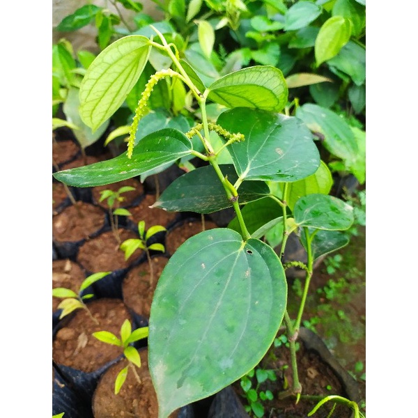 bibit tanaman lada perdu / merica perdu