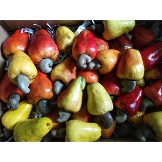 

READY banyak JAMBU MEDE JAMBU MONYET/MONENG/JAMBU MEDE SEGAR IKg (buah langka)