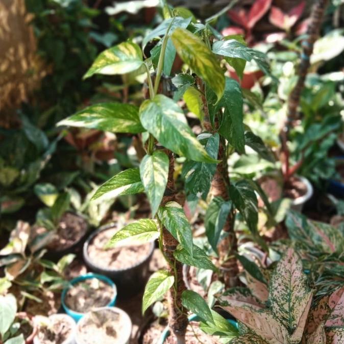 jual tanaman hias epip kujang / tanaman koleksi