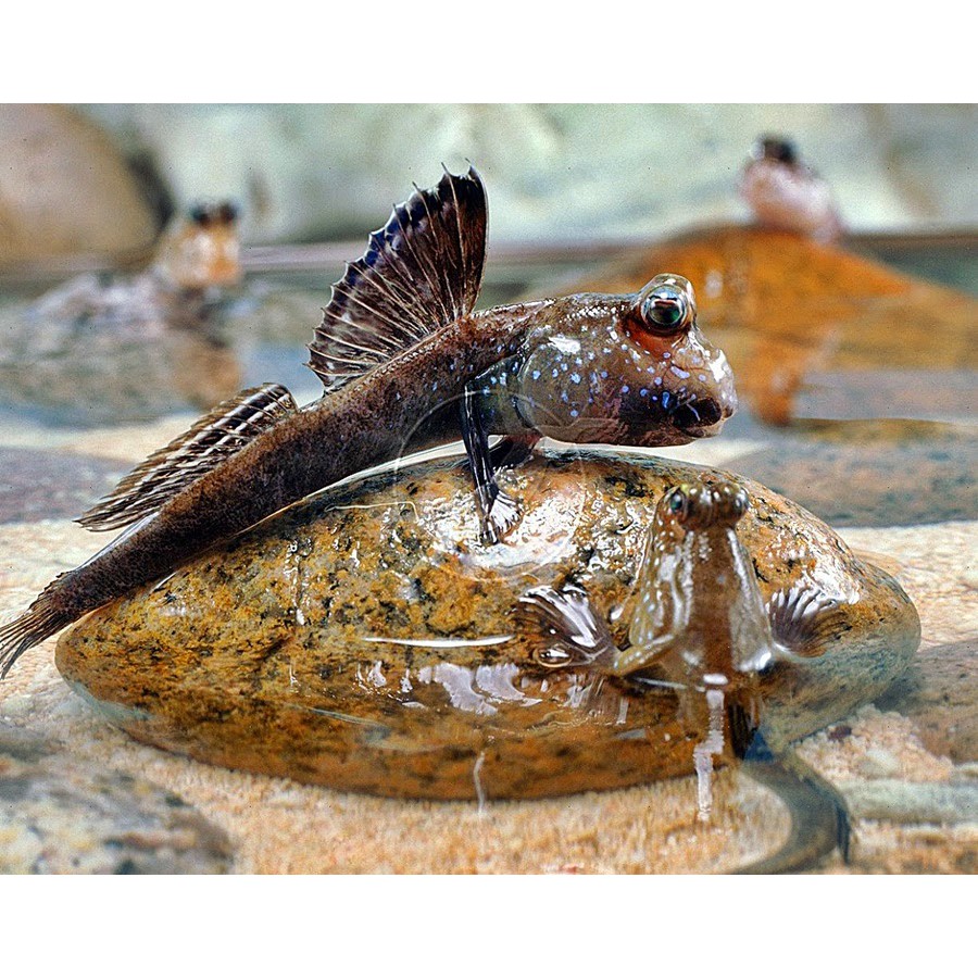 Ikan Hias Glodok Blodok Aquarium Aquascape Garansi Hidup