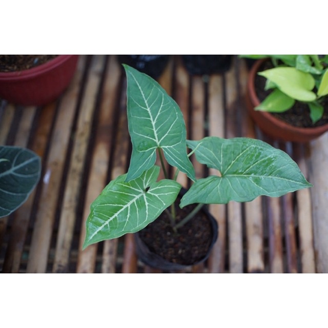 Syngonium Renoir Syngonium Phodophilum Renoir