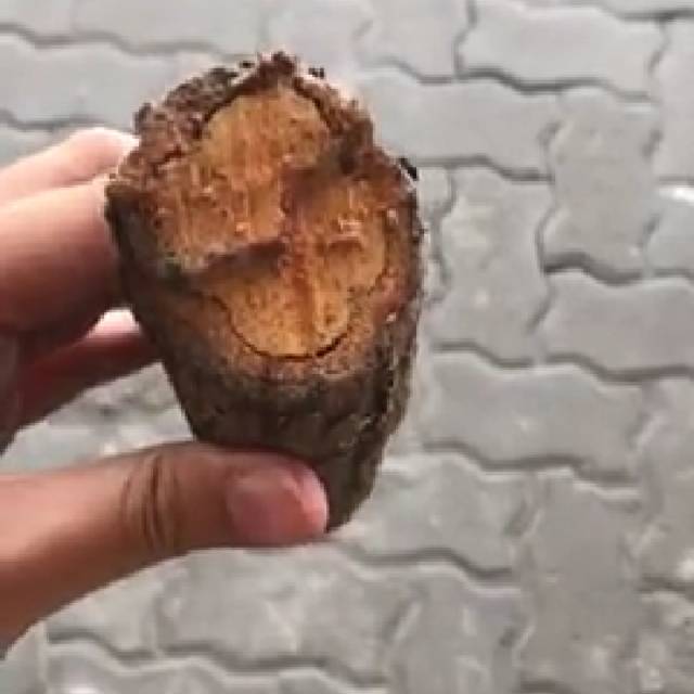 Kayu Bajakah asli kalimantan yang berkhasiat di jamin termurah #herbal #pembunuhkanker