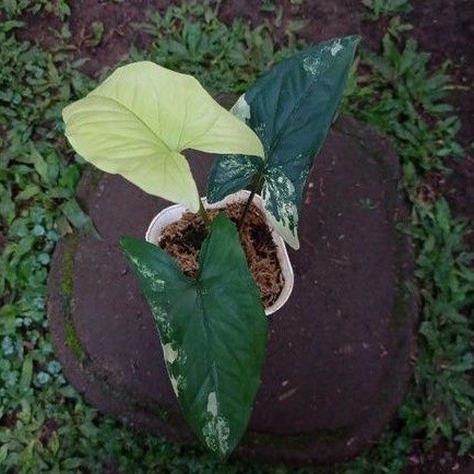 Syngonium Yellow Variegated