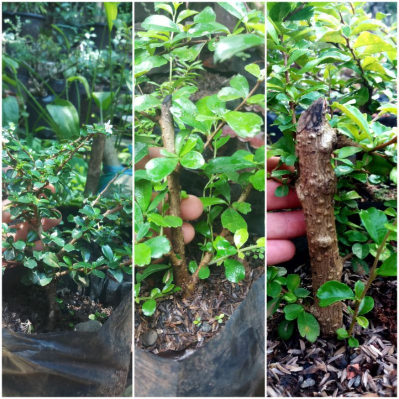 paket hokiantea bibit micro, hokiantea kebo batang besar, hokiantea kebo