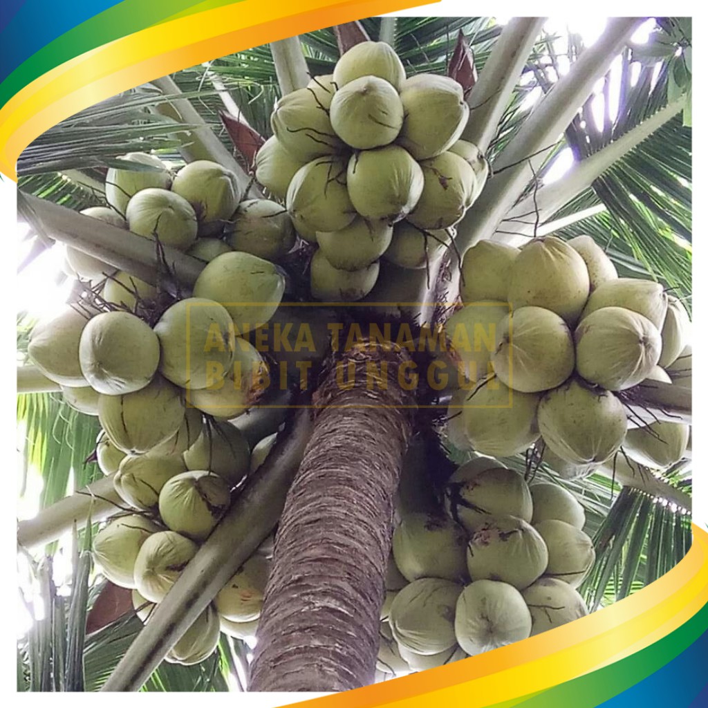 Bibit Kelapa Genjah Entok - Kelapa Entok Hijau Super Genjah