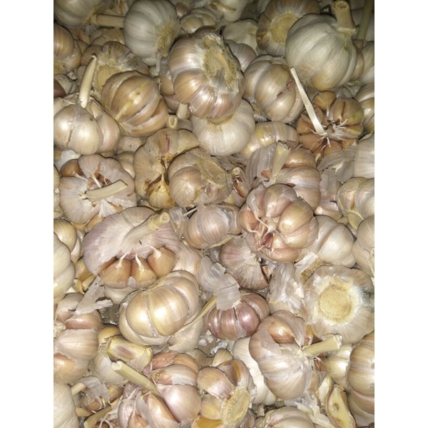 

Bawang Putih