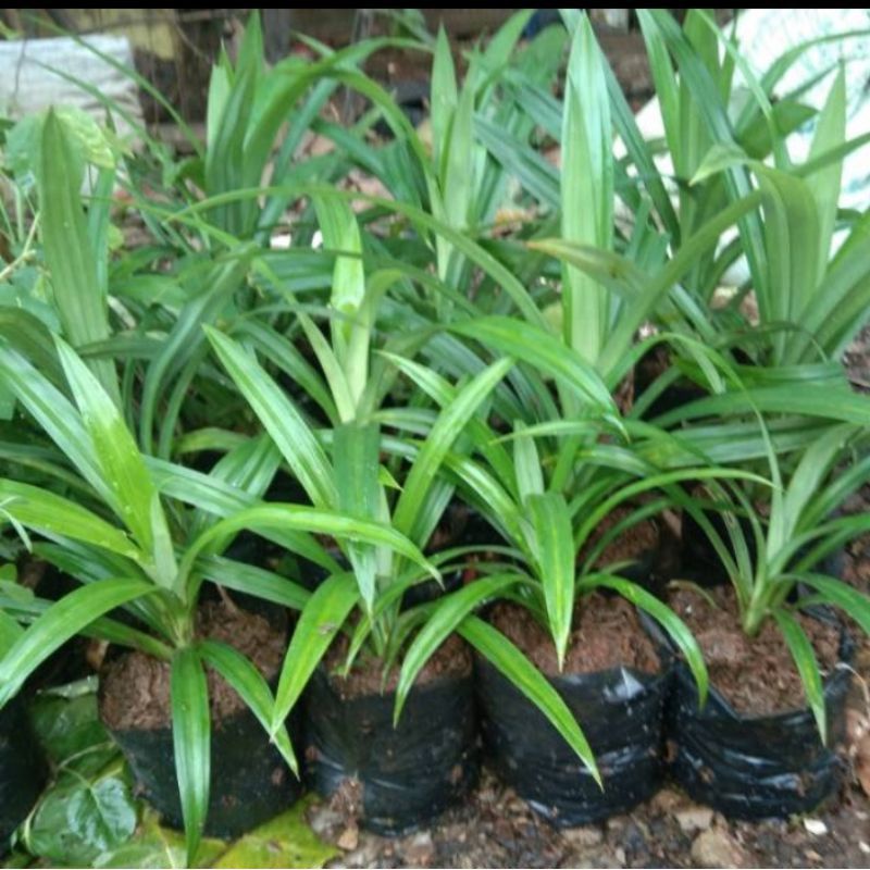 

BIBIT TANAMAN PANDAN WANGI PANDAN MASAK (Order lebih dari 5 GRATIS 1)