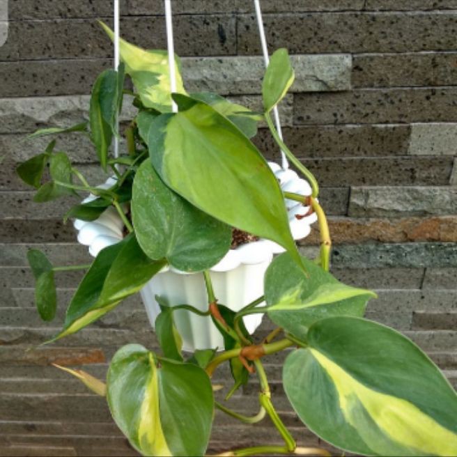 tanaman hiyas Brazil /tanaman hiyas pohon unik daun cantik