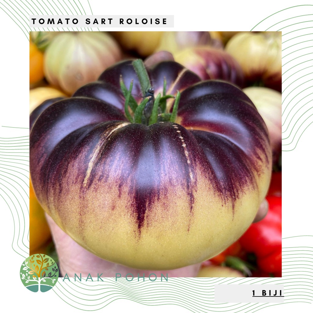 Benih Bibit Biji - Tomat Jumbo Sart Roloise Beefsteak Tomato Seeds