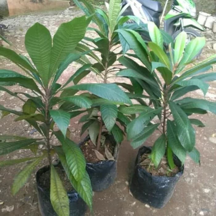 Bibit pohon buah MAMEY SAPOTE peruvian chuva tanaman Sawo Jumbo