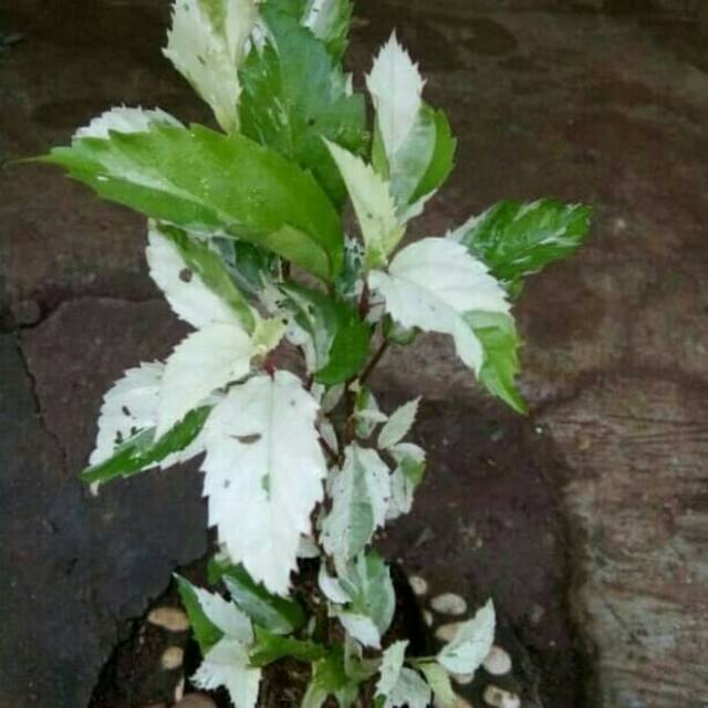 Tanaman kembang sepatu varigata