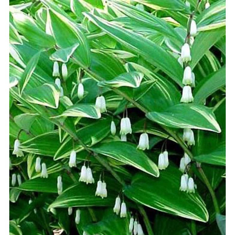 benih biji bunga  Solomon's Seal
