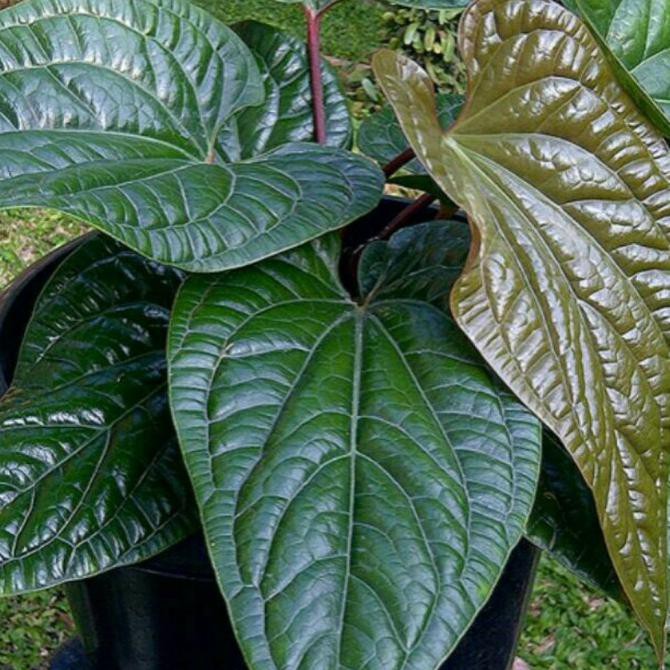 Tanaman Anthurium Sirih - Pohon Hias Anturium Sirih