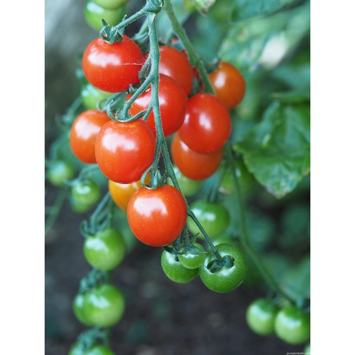 Benih-Bibit Tomat Cherry Gardener's Delight (Haira Seed)