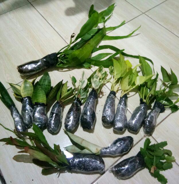 Tanaman Hias Sansevieria - Cylindrica - Sansevera - Sansivera - Sensivera