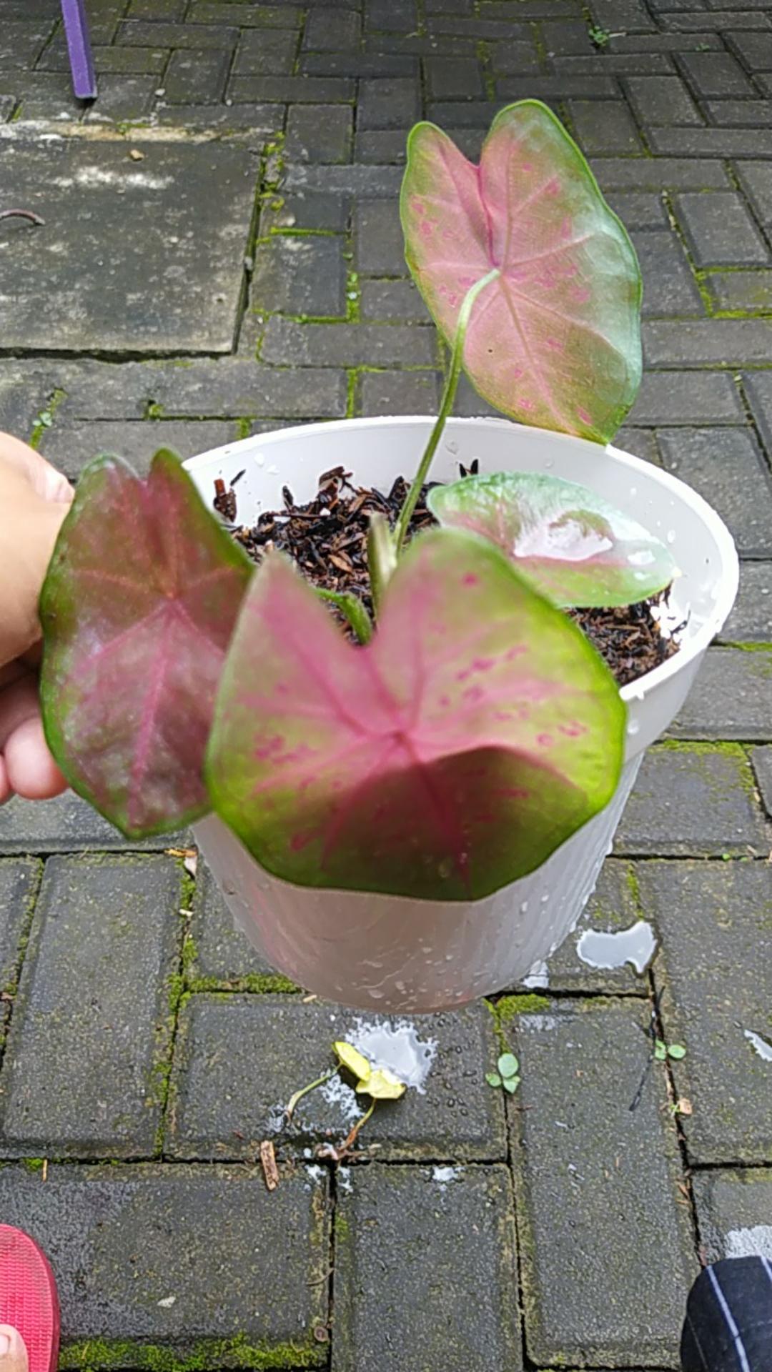 Keladi/caladium Sexy Pink