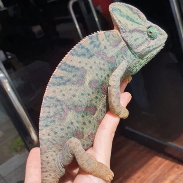 Jual Veiled Chameleon Female Kandang Indonesia Shopee Indonesia