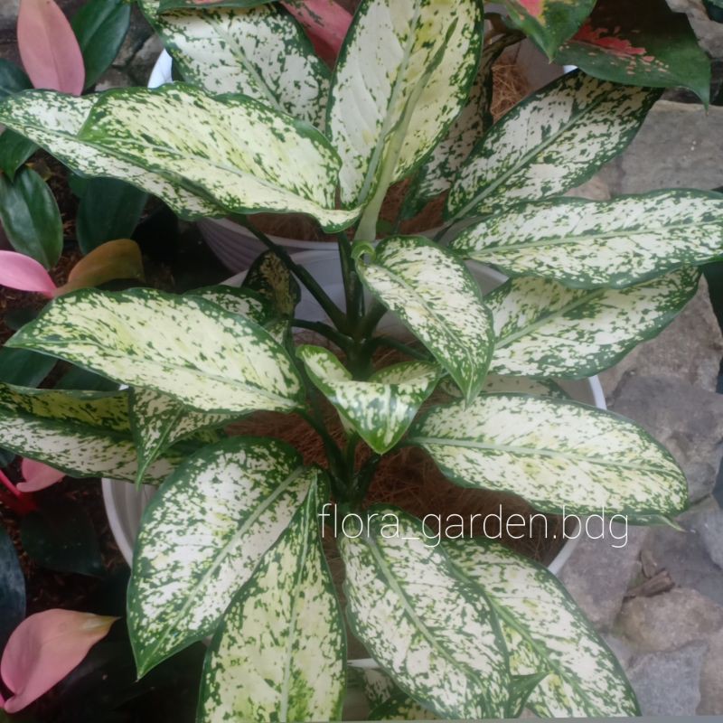 Aglaonema Snow White
