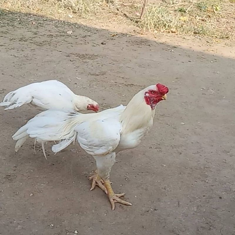 telur ayam aseel parrot untuk di tetaskan