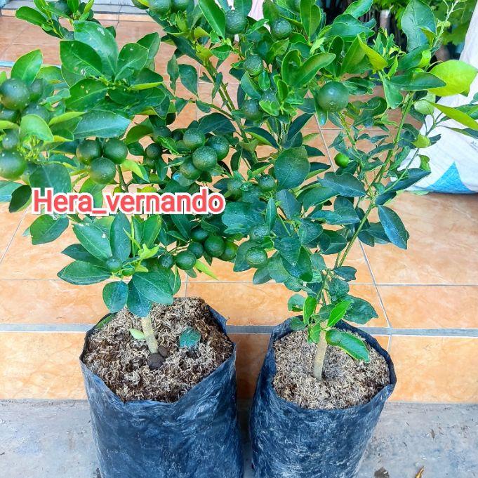 PALING DI CARI Terbaik Bibit jeruk santang madu manis sudah berbuah 3.3 Product HOT/Import