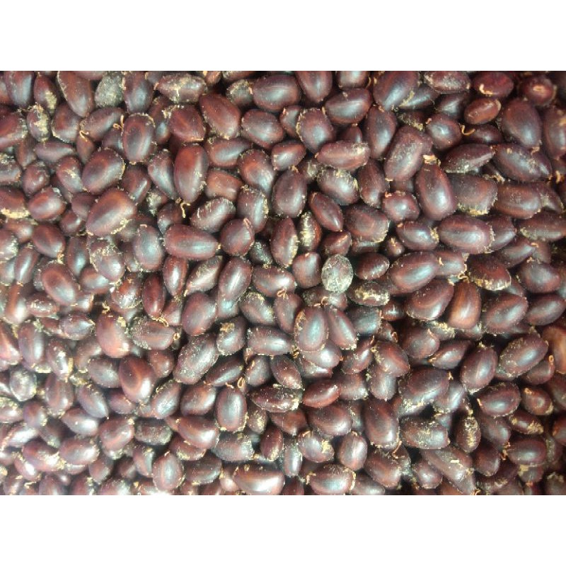 JUAL BIJI TREMBESI